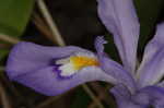 Dwarf crested iris